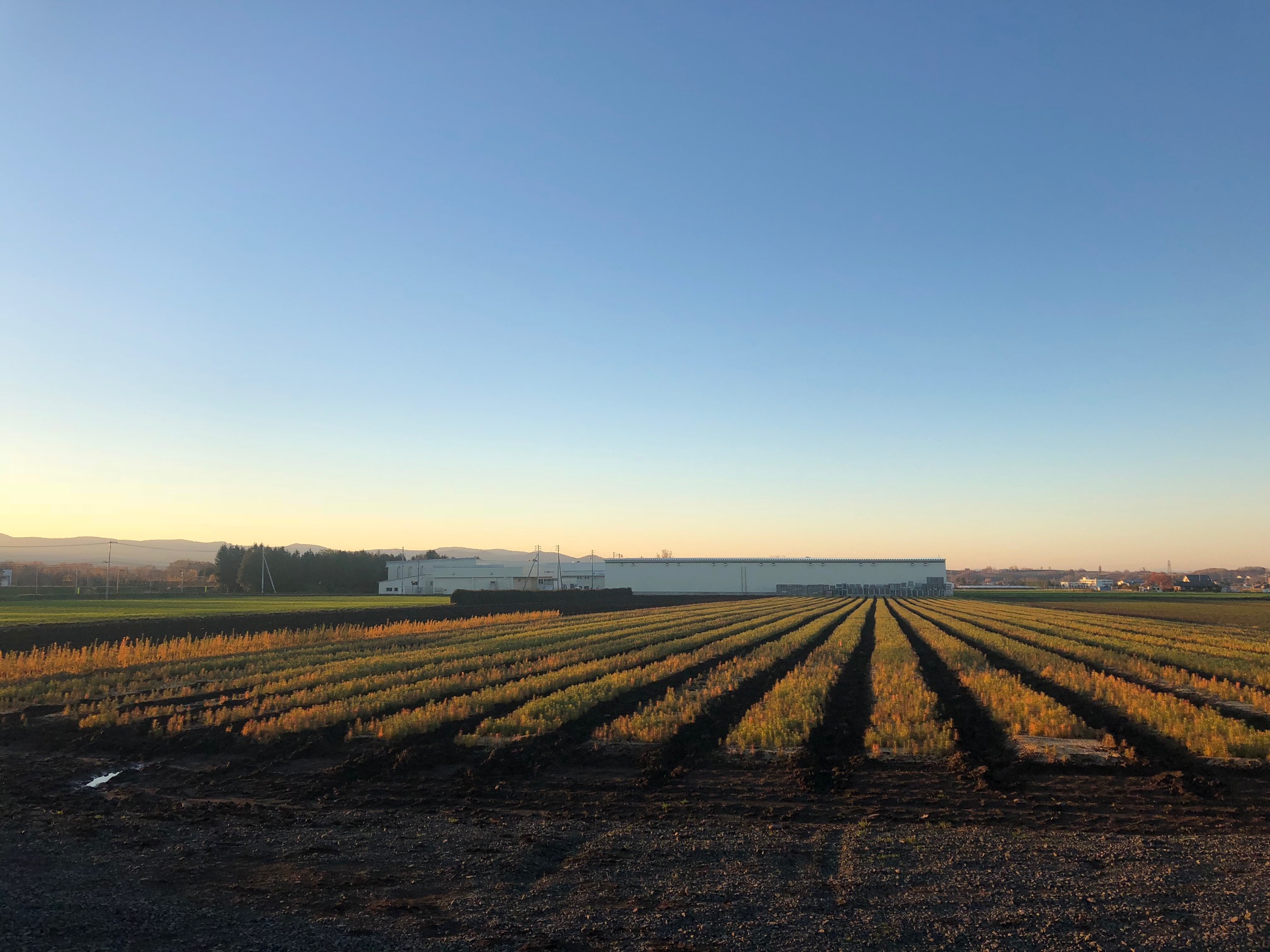 苗木紹介 | 有限会社竹内山林緑化農園